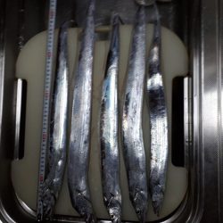 来てるで、太刀魚入れ食い!!